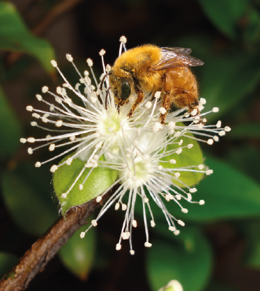 uruçu amarela na polinização de jaboticaba